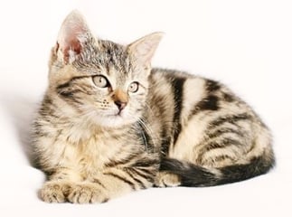 Pancréatite chez le chat